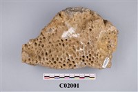 藏品(珊瑚化石)的圖片